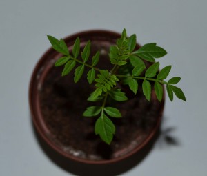 жакаранда из  семян